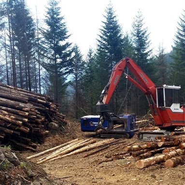 Salvage Timber